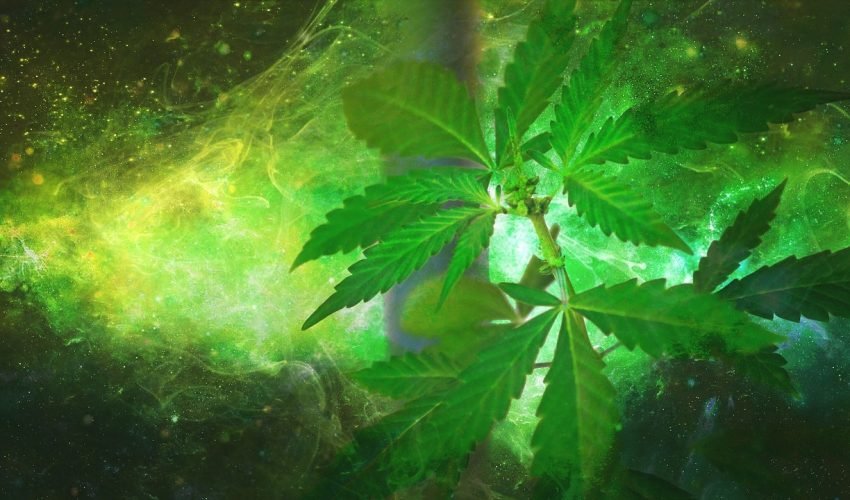 marijuana-1910598_1280